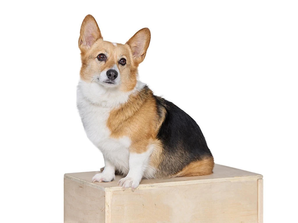 Dr. Isra Ahmed's Corgi in a playful pose at the dental office