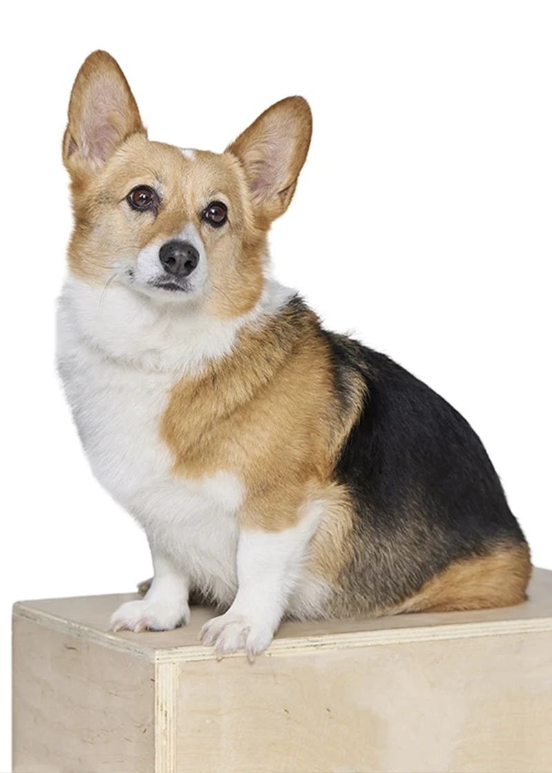 IMG-Eevee-Team Eevee the therapy Dog at Parkway Dental Implant and Speciality Center